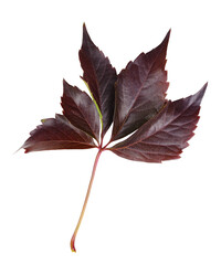 Red autumn leaf of wild grape isolated on white
