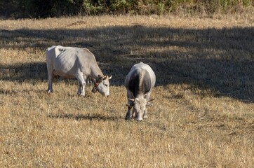 Grazing cows in the countryside