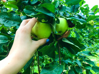 two round, ripe and juicy apples hang from a tree branch among green leaves. a girl with an unusual blue manicure reaches for the fruits of the apple tree. pick apples for lunch