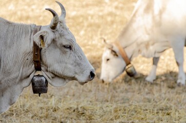Grazing cows in the countryside