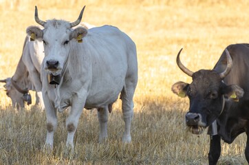 Grazing cows in the countryside