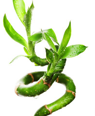 lucky bamboo with water drops