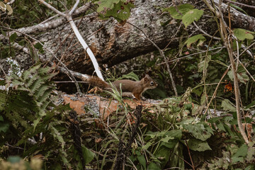 squirrel on a tree