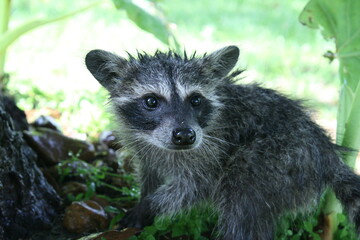 baby raccoon 