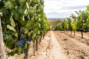 vineyard at harvest time