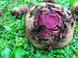 beets are lying on the lawn. large round head of brown beet. bright ruby beets for healthy, vitamin...