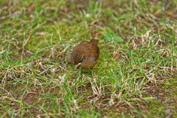 House Wren in an english forest