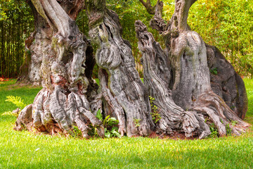 old olive tree trunk on green lawn