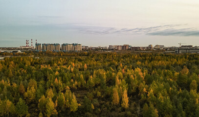 Tyumen forest in autumn , yellow trees
