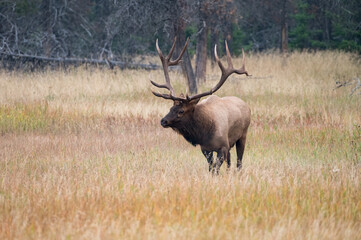 Naklejka na ściany i meble A very large bull elk standing in a meadow during rutting season