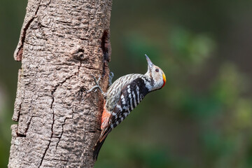 Brown-fronted woodpecker (Dendrocoptes auriceps) at Sattal, Uttrakhand, India.