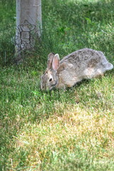 Rabbit sitting in grass outdoors.