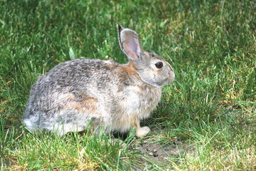 Rabbit sitting in grass outdoors.