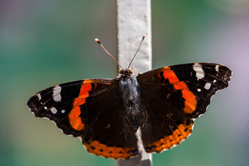 Black orange with white butterflies on a metal rod.