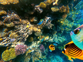 Naklejka na ściany i meble Underwater Colorful Tropical Fishes.