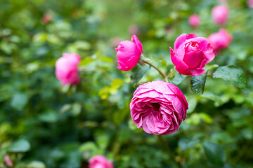 peony rose on a green background in the garden. Summer and spring fantasy flower background. Wide format, free space for design.