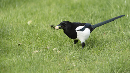 A Magpie holding a nut in its beak