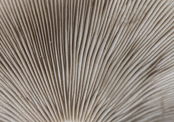 Agrocybe cylindracea or aegerita the poplar or chestnut mushroom high quality edible mushroom whitish underneath and tobacco brown on the hat
