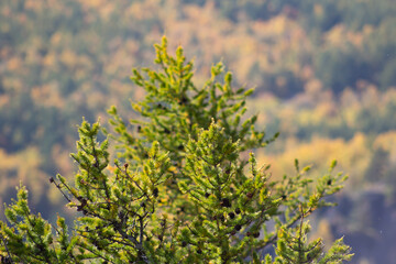 green larch branch, defocused background