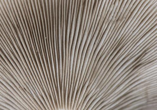 Agrocybe cylindracea or aegerita the poplar or chestnut mushroom high quality edible mushroom whitish underneath and tobacco brown on the hat