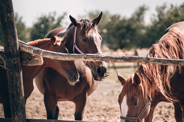 Mama is a Mare and a red little stallion. Three beautiful thoroughbred brown horses stand behind a wooden fence in a paddock.