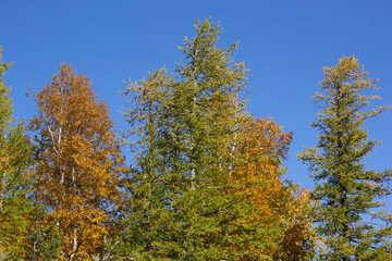 Fototapeta premium autumn in the forest
