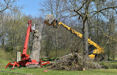 Starken Baum fällen