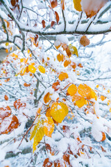 HAYA - BEECH (Fagus sylvatica), Snowy forest in autumn, Sierra Cebollera Natural Park, La Rioja, Spain, Europe