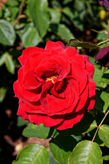 English rose garden - United Kingdom