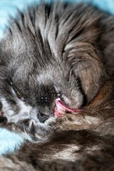 Obraz premium Unusual photo of a cat licking its fur.