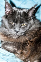 A cat that looks like a lynx on a blue background.