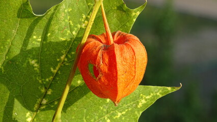orange flower on green background