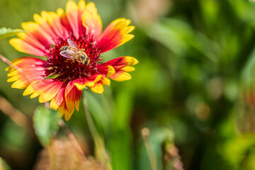  Bee on a Blanket Flower Gaillardia 