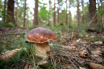 Mushroom growth in the forest. Huge bolete on the ground. Collect mushrooms in the forest.