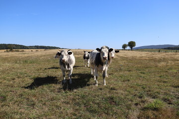 A couple of brown and white cows in a rural and sunny environment.