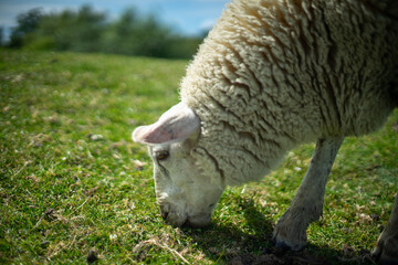 Ein Schaf grast auf einem Deich bei Tag