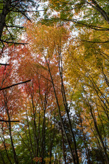 Autumn in the forest