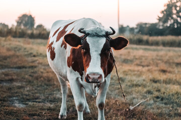 A brown and white cow staying in the field. red and white spotted cow in the grazing meadow....