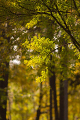 Real natural postcard: yellow acacia tree iluminated by sunlight on a beautiful sunny autumn day. Vertical shot