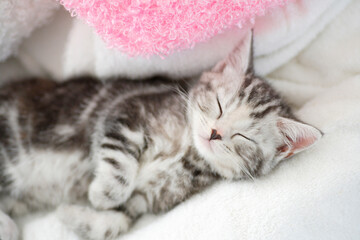仔猫のお昼寝 © Paylessimages