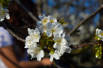 Fiore bianco