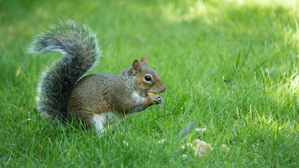 Squirrel on the grass	
