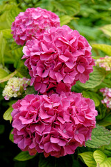 Bush of pink Bigleaf hydrangea - Hortensia