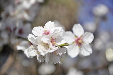 Flor del almendro, primavera.