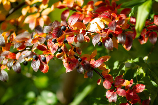 Real botanical backround: Cotoneaster lucidus with berries iluminated by sunlight on a beautiful autumn day