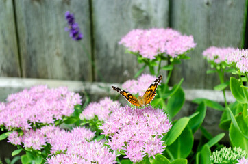 One Painted Lady butterfly on Sedum plant flowers