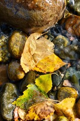 Yellow birch leaves on the background of colorful river stones. Autumn composition. Abstract photography.