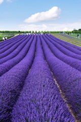Naklejka na ściany i meble Beautiful lavender lavandula flowering plant purple field, sunlight soft focus, background copy space