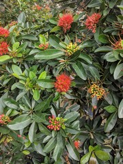 Tree filled with exotic red Golden Penda flowers (Xanthostemon chrysanthus) 