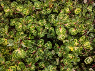 Fototapeta premium Close up on Iresine herbstii patterned yellow green leaves and red stems